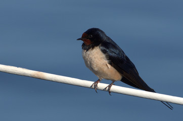 Swallow on line