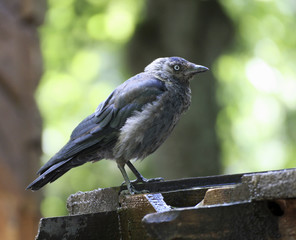 Young fledged crow.