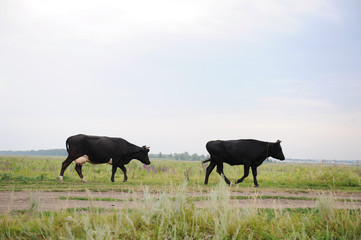 Two black cows go on the road through field