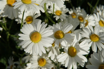 Chamomile