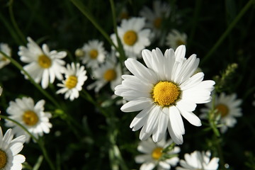 Chamomile