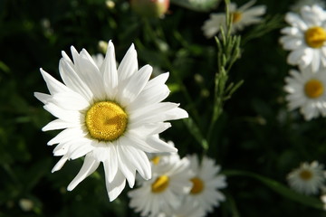 Fototapeta premium Chamomile