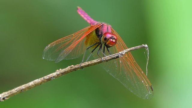 Dragonfly on branch in tropical rain forest.
