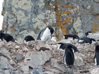 penguin with chicks © Henrik Piltz
