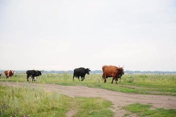 Cows go on the road through field