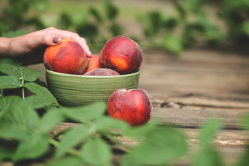 Bowl of Fresh Peaches on wooden tabletop with green vines