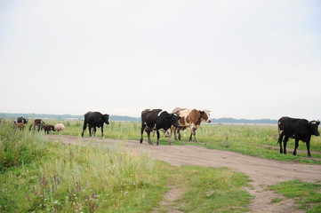 Naklejka na ściany i meble Cows go on the road through field
