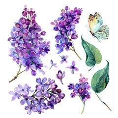 watercolor Collection of Purple Lilac. - 167826827