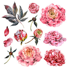 Watercolor Collection of Pink Peonies.