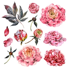 Aquarell-Sammlung von rosa Pfingstrosen. © Inna Sinano