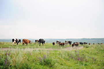 Cows go on the road through field