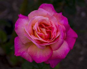 A Beauty of a Rose