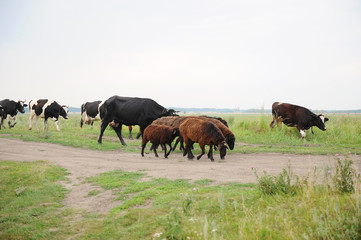 Herd of cows and sheep go on the road through field