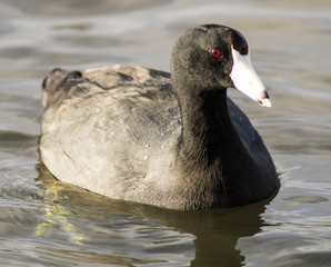 A coot on the Lake