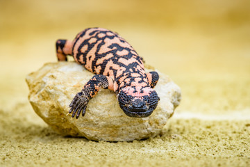 Lizard Gila Monster( Heloderma suspectum)