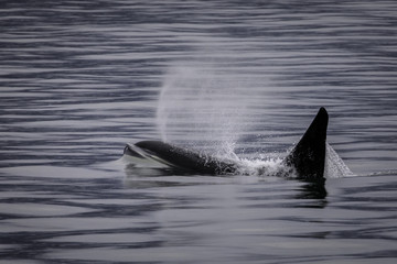 Orca's in the Alaskan Wild