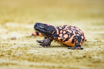 Lizard Gila Monster( Heloderma suspectum)