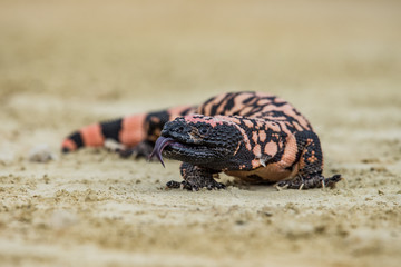 Lizard Gila Monster( Heloderma suspectum)