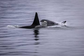 Fototapeta premium Orca's in the Alaskan Wild