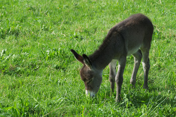Naklejka na ściany i meble Little donkey eats on the meadow