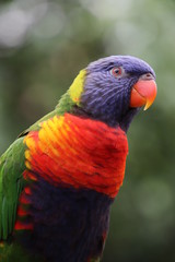 Rainbow lorikeet