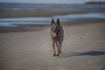 Dog walking on beach