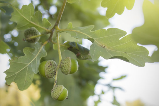 Mature acorns on an oak tree