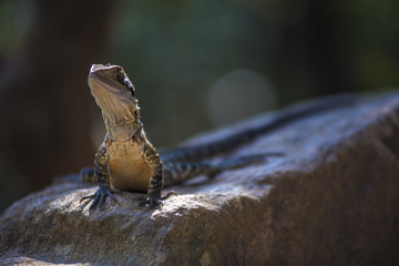 Lizzard laying on Rock next to a river 