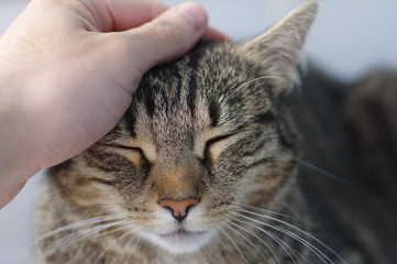 Cat stroked by a hand at home