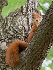Eichhörnchen auf einem Baum © Mattoff