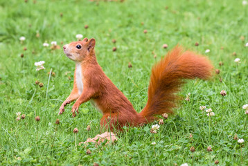 Eichhörnchen (Sciurus vulgaris)