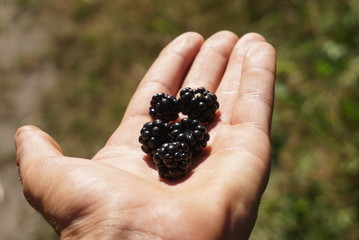 Blackberries in the hand of a man