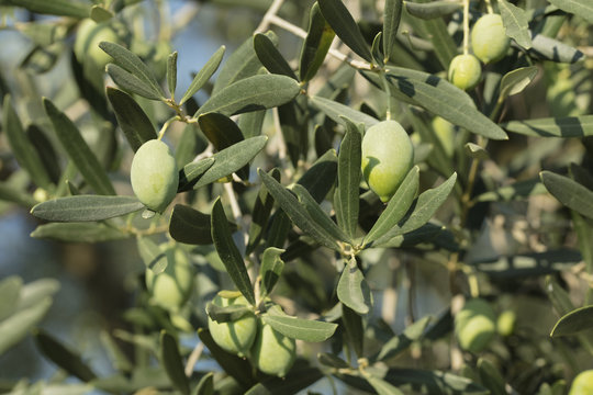 Olive fresh on the tree background.