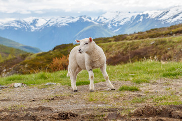 Lambs graze on the background of mountains © Георгий Лыкин
