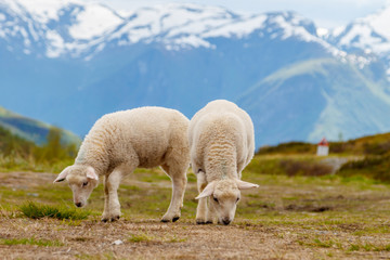 Obraz na płótnie Canvas Lambs graze on the background of mountains