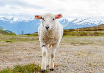 Lambs graze on the background of mountains