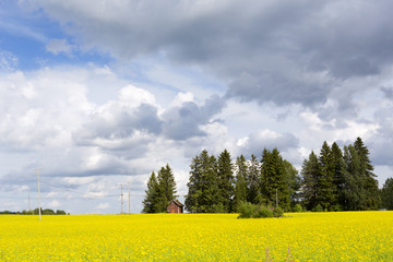 Beautiful rapeseed field in the summer in Finland. Spruce forest in the background. Blue sky with stormy clouds. Red cabin in the field.
