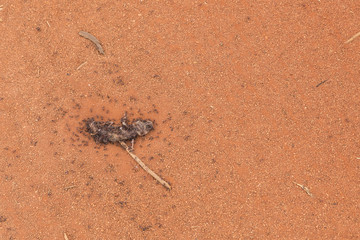 Dead lizzard eaten by hungry ants
