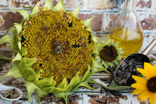 Sonnenblumen, vielseitige Sybole