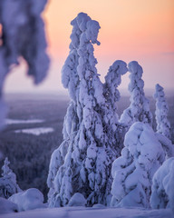 A snowy tree before sunrise.