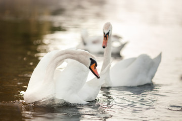White swans swim in the pond
