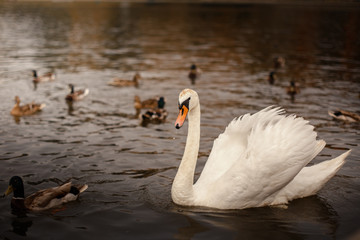 White Swan and ducks