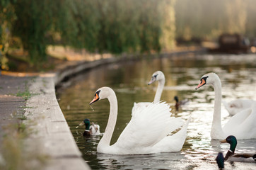 White swans and ducks in the pond