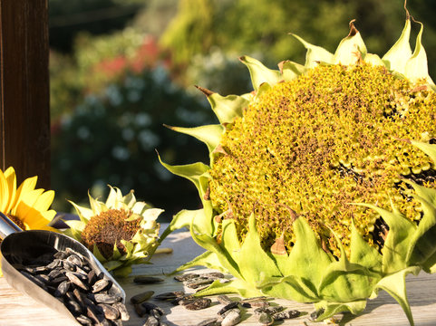 Sonnenblumen, die vielseitigen