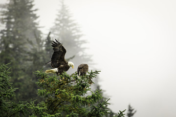 Eagles pair on branch in Alaska