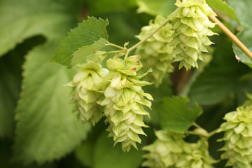 Closeup of hops growing on a vine.