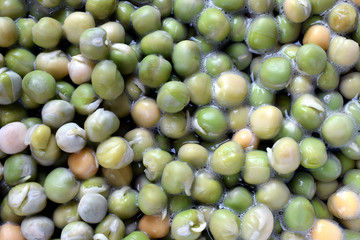 Dried green peas soaked in cold water. Close up image.