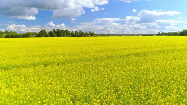 Flying over blooming rapeseed canola field
