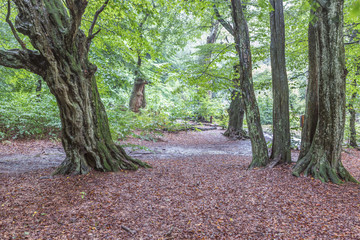 Spazieren im Urwald Sababurg