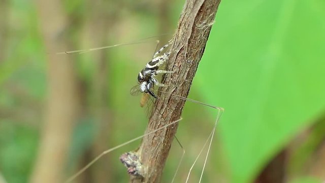 Jumping Spider (Hyllus) catching Crane Fly (Tipula oleracea) in tropical rain forest.